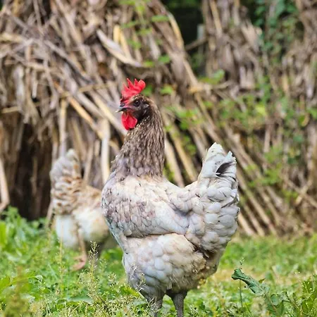 Rurales El Buxu Soto De Cangas
